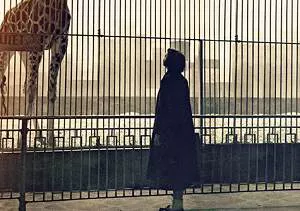 【百度云】加拿大纪录片《爱长颈鹿的女人》高清英语中文字幕
