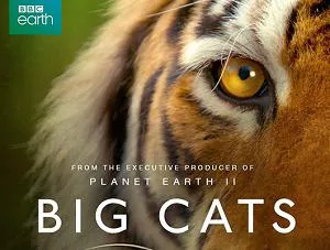 【百度云】BBC纪录片之《大猫(Big Cats)》1-3集英语中文字幕高清合集