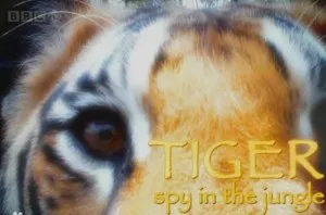 【百度云】BBC纪录片之《虎-丛林中窥探》1-3集超清英语中文字幕