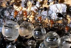 【百度云】BBC纪录片之《沙漠蚂蚁帝国》高清英语中文字幕